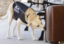 看！最帥氣的英國爪子巡邏隊!-頭條楓林網