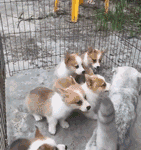 喜歡你，就像你媽打你，不講道理-頭條楓林網