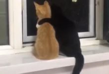 黑貓跟橘貓第一次見面，半小時後，黑貓：以後跟我混，罩著你！-頭條楓林網