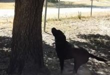 養了一隻想上樹的汪星人，鏟屎官實在是無可奈何-頭條楓林網