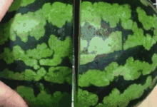 西瓜的花樣吃法!感覺自己以前的西瓜都白吃了!-頭條楓林網