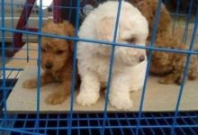 集市上花5塊買的小狗，生病帶去檢查，結果店主說：這狗我要了！-頭條楓林網