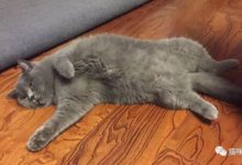 貓爸在睡覺，突然給了小貓咪一腳-頭條楓林網