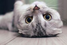 貓咪病毒感染如何及時處理-頭條楓林網