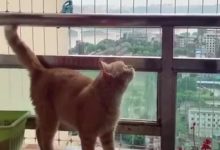 每天早上一打開陽台門，橘貓就立刻衝過來，主人走近一看笑噴了！-頭條楓林網