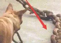 狗狗到底犯了什麼錯？要拿比大腿還粗的鐵鏈拴著？-頭條楓林網