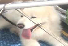 一開始說不喜歡狗，後來，她給薩摩耶弄了個專座，還裝了五個風扇...-頭條楓林網