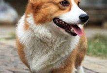 二哈拆家後，對你做的表情，其實是這個意思-頭條楓林網