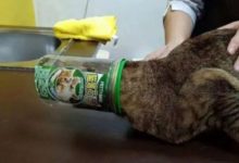 笑噴！自從買了零食把貓咪饞哭後，貓咪竟然這樣...-頭條楓林網