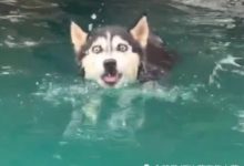 二哈被主人踹入水中，接下來表情成為亮點，網友：有新表情包了-頭條楓林網