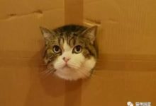 貓咪想利用箱子的掩護攻擊狸貓，可是……-頭條楓林網