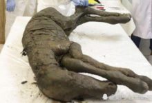 史前馬遺骸被發現，生活在4萬年前，科學家對其展開研究-頭條楓林網