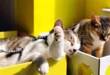 小貓咪跟大貓爭盒子，完全不是對手-頭條楓林網