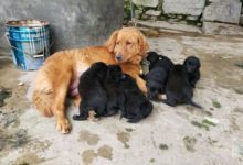 金毛生完小狗後一看蒙圈了，它們爸爸並不黑，而它們卻……-頭條楓林網