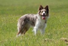 邊境牧羊犬是否兇狠好鬥跟你很有關係！-頭條楓林網