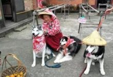 3隻二哈在奶奶的照顧下，一股鄉村非主流撲面而來，直呼太有才了-頭條楓林網