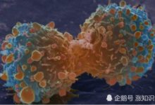 大象很少得癌症的機制被發現，這種機制或可應用在人身上-頭條楓林網