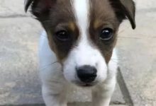 剛得到就拋棄，養狗最重要的是責任心！-頭條楓林網