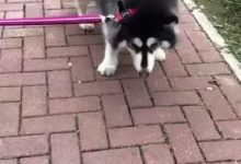 阿拉斯加玩嗨了不肯回家，當主人拿出這個這貨瞬間節操都不要了~-頭條楓林網