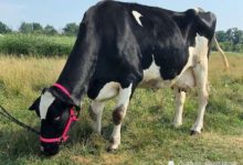 乳牛困在黑暗12年 初次踏上青草地…眼中立刻盈滿淚水，讓人淚奔-頭條楓林網