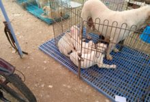 狗市：狗場主帶來一窩杜高幼犬出售，批發價「5元」，路人：「連母狗帶來，太殘忍！」-頭條楓林網