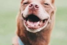 工廠倒閉，主人離開卻沒有帶走看了7年門的狗狗，但狗狗卻用微笑在5個月後找到了新家-頭條楓林網