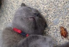 貓咪突然倒地還翻白眼 主人走近一看笑到嗝屁 喵：有刺客！快來救駕！-頭條楓林網