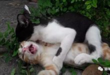 路遇貓咪求救，該不該幫忙？-頭條楓林網