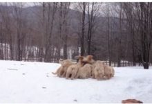 金毛一家在雪地撒歡，小狗高興得撲倒媽媽，母金毛被逼得連連後退-頭條楓林網