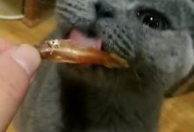 小藍貓第一次吃小魚乾，感動到「眼淚流下來」：這也太好吃了-頭條楓林網