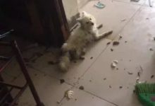 老主人家中突然去世無人知，小狗寧願餓死也不離不棄的守護老人！-頭條楓林網