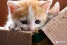 貓咪在家中拆家，結果卡到牙齒了-頭條楓林網