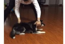 主人惡搞哈士奇，二哈暈乎得比喝二鍋頭還得勁，在場的人都笑抽了-頭條楓林網