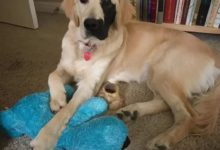 金毛臉上有個「墨水印」，據說能逼死強迫症，卻被主人認為....-頭條楓林網