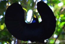 天堂鳥為何怎麼黑？用處極大，羽毛可以吸收99.95％的光線-頭條楓林網