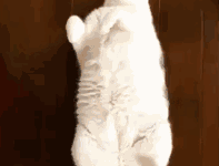 橘貓見到同伴比他胖，心裡不平衡-頭條楓林網