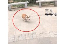 小女孩佛系遛狗，拉著空繩子往前跑，柯基在後面猛追：主人快拴我-頭條楓林網