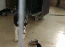 二哈想挑戰貓咪，結果被貓咪追到桌底-頭條楓林網