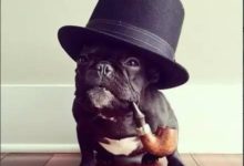 法鬥犬有淚痕怎麼回事？-頭條楓林網