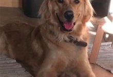 貓咪過世一個月，這天狗狗趁主人不在做了什麼？這場面主人看哭-頭條楓林網