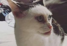 鏟屎官把自家貓咪發出來給大家吸-頭條楓林網