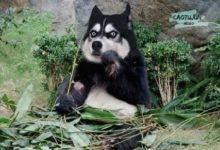 當哈士奇稱霸地球，哈哈，太魔性了！-頭條楓林網