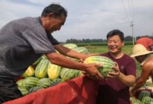 扶貧書記韓宇南：才眾籌了​西瓜​，又推銷了大蒜-頭條楓林網