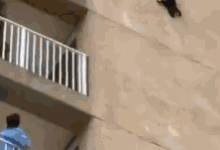 貓咪不知怎麼爬上了高樓的牆上，好危險-頭條楓林網