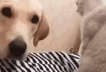 狗狗想調戲貓咪，貓咪伸出一爪子，結果……-頭條楓林網