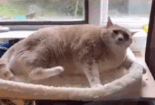 胖貓想撓癢卻撓不到，還好有鏟屎官幫忙-頭條楓林網