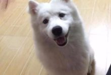 薩摩耶放女友家三個月，竟被泰迪搞懷孕，主人戲稱：「摩迪」再世-頭條楓林網