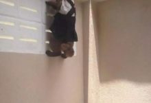 隔壁婆媳又吵架了，貓咪總去聽牆角，主人：人家吵架關你什麼事！-頭條楓林網