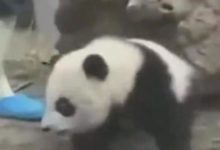 見過小朋友撒嬌，見過小熊貓朝奶爸撒嬌嗎？網友：我都沒它一半會撒嬌！-頭條楓林網