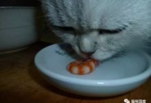 鏟屎官喂貓咪吃蝦，結果貓咪把蝦弄丟了-頭條楓林網